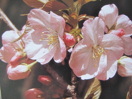 旭山杨贵妃一叶衣笠御衣黄枝垂山樱筑紫樱上一篇:亲爱的访问者,您好!