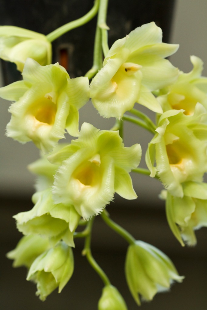 【引用】新品兰花 各色洋兰争奇斗艳